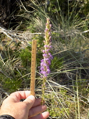 Liatris glandulosa