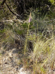 Liatris glandulosa