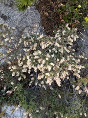 Holodiscus discolor microphyllus