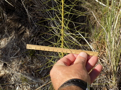 Liatris glandulosa