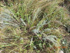 Artemisia dracunculus glauca