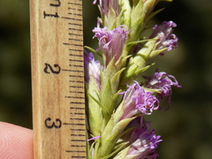Liatris glandulosa