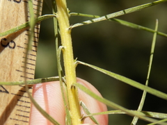 Liatris glandulosa
