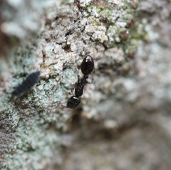 Temnothorax longispinosus
