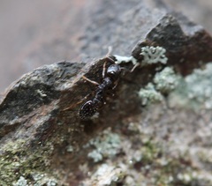 Temnothorax longispinosus