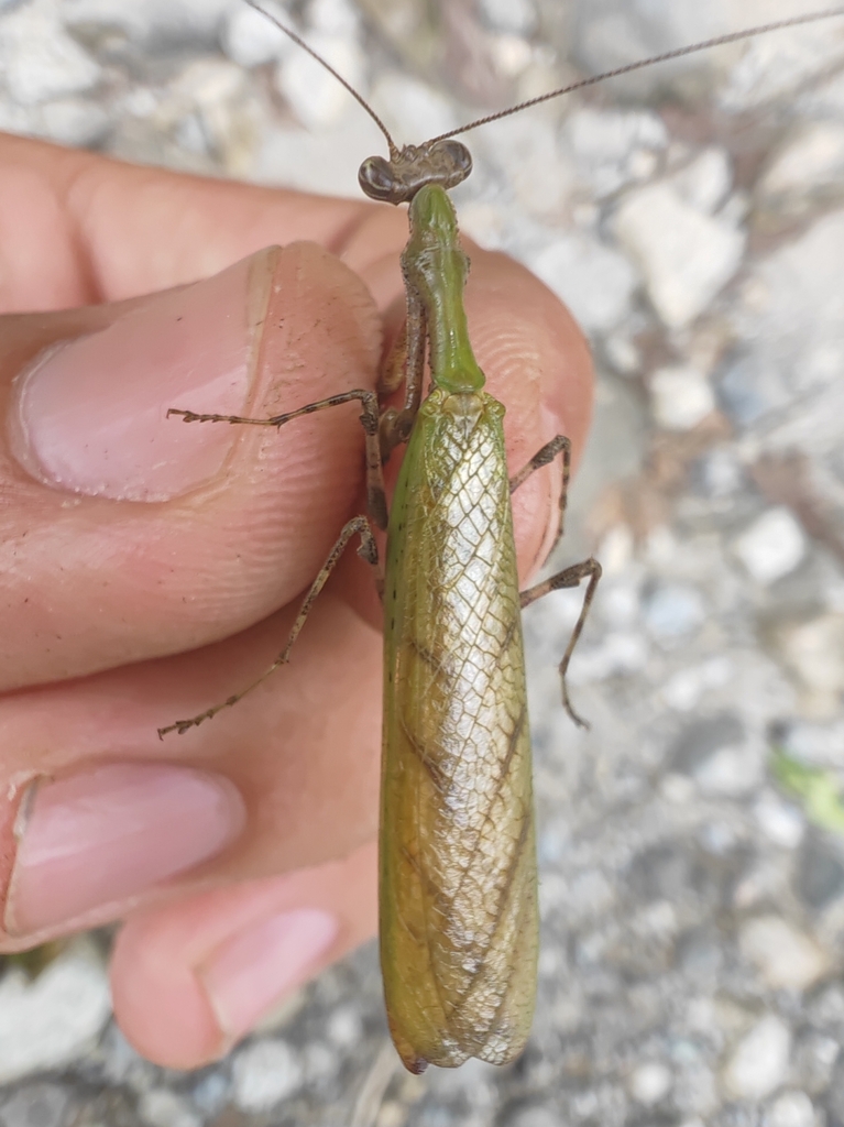 Acromantis nujiangensis
