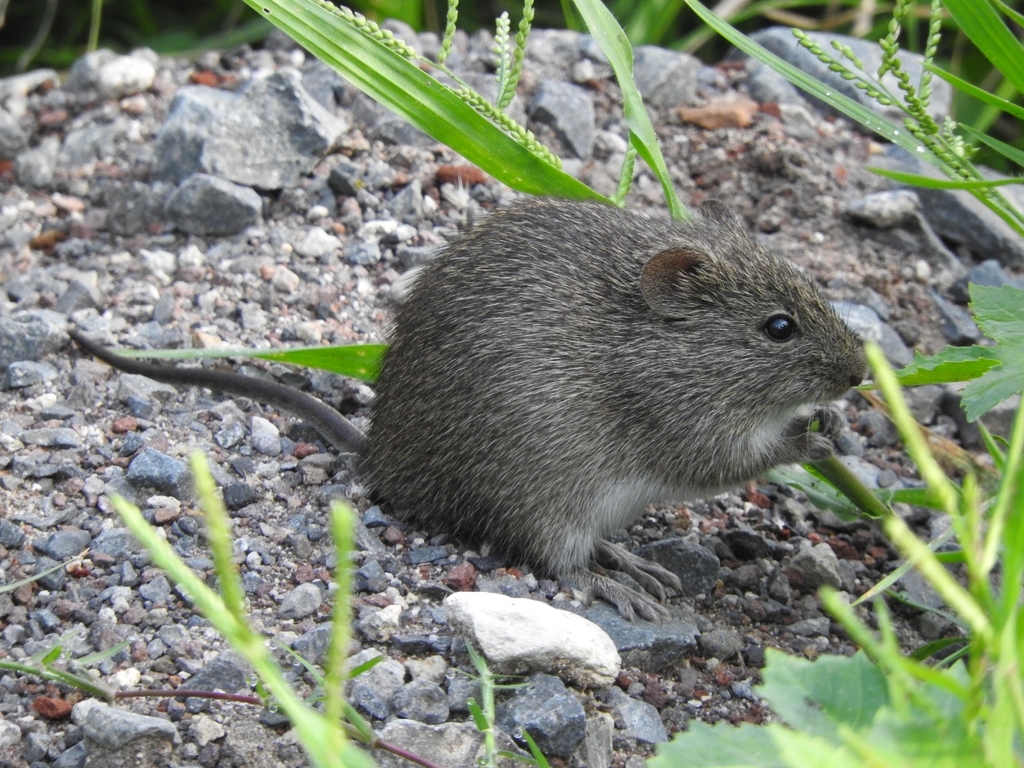 White-Eared Cotton Rat