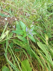Gentiana cruciata cruciata