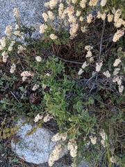 Holodiscus discolor microphyllus