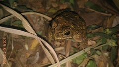 Duttaphrynus melanostictus