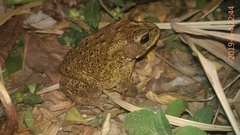 Duttaphrynus melanostictus