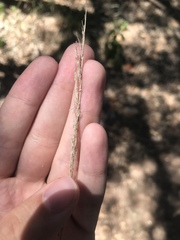 Muhlenbergia lindheimeri