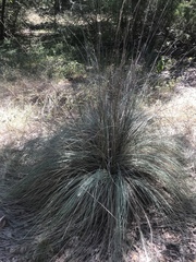Muhlenbergia lindheimeri