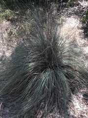 Muhlenbergia lindheimeri