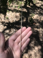 Muhlenbergia lindheimeri