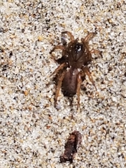 Aptostichus stephencolberti