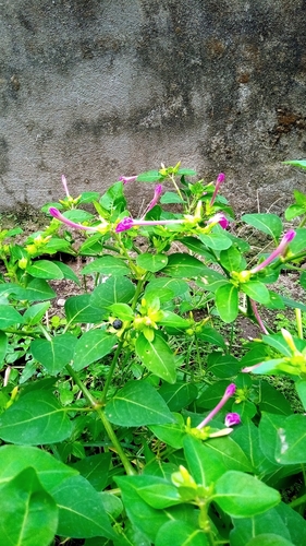 marvel of Peru