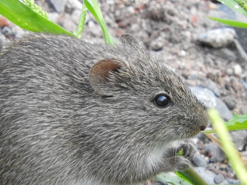 white-eared cotton rat