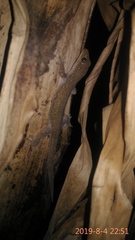 Hemidactylus frenatus