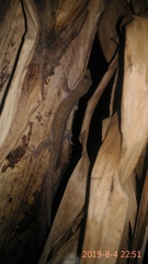 Hemidactylus frenatus