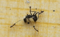 Paratrechina longicornis