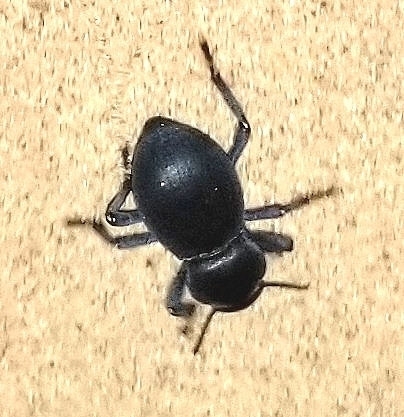 Asbolus laevis