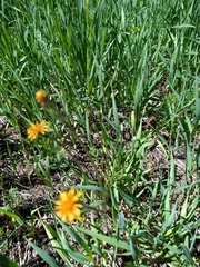 Agoseris aurantiaca