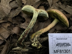 Boletus miniatopallescens