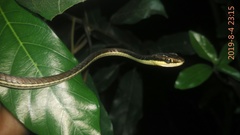 Dendrelaphis pictus