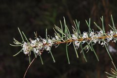 Hakea teretifolia