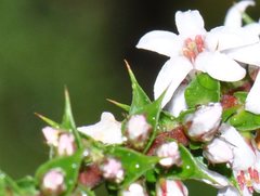 Epacris pulchella