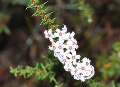 Epacris pulchella