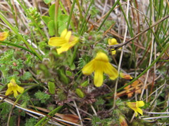 Euphrasia cockayneana