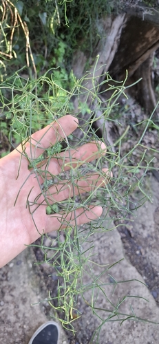 Ephedra altissima, photograph 3