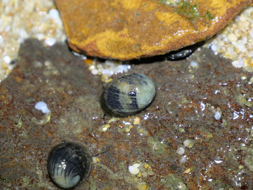 Nerita senegalensis observed 2025-02-26