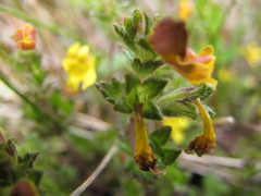 Euphrasia cockayneana