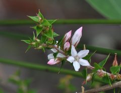 Epacris pulchella