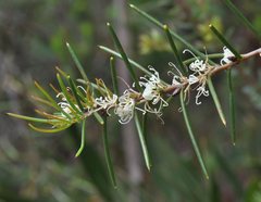 Hakea teretifolia