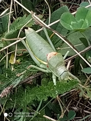 Ephippiger terrestris