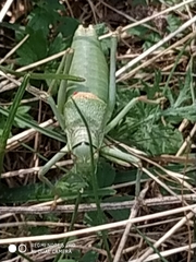 Ephippiger terrestris