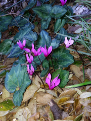 Cyclamen repandum
