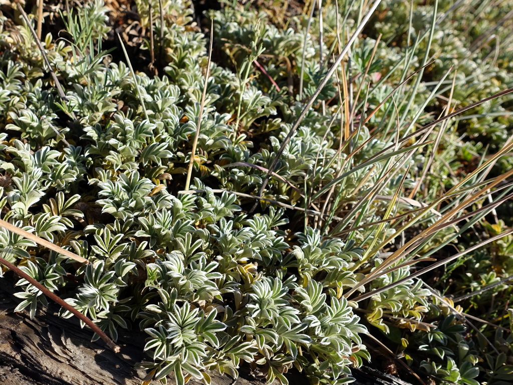 Acaena splendens (Acaena splendens)