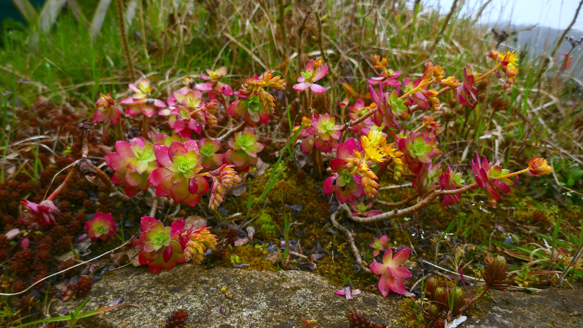 Imagem de Sedum Palmeri