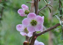 Leptospermum squarrosum
