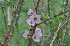 Leptospermum squarrosum