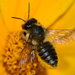 Western Leafcutter Bee - Photo (c) Bob McDougall, some rights reserved (CC BY-NC), uploaded by Bob McDougall