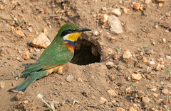Blue-Breasted Bee-Eater photo 5