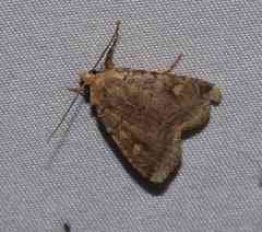 Eueretagrotis sigmoides