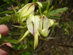 Carmichaelia williamsii