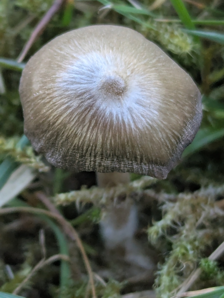 Entoloma ventricosum
